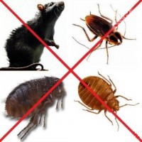 Уничтожение тараканов, блох, клопов и вшей