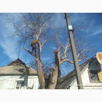 Обрізання та видалення дерев Київ