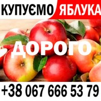 Куплю яблуко Ціна 13, 80 грн номер телефону на фото ////// Купуємо яблока оптом