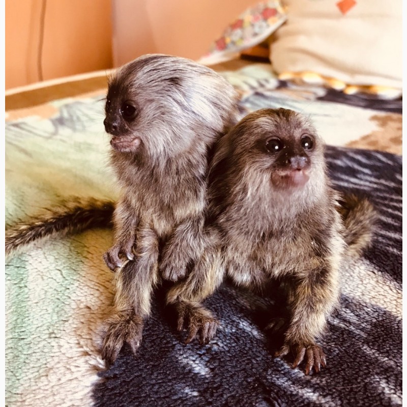 Фото 18. Ручная обезьяна игрунка обезьянка мармозетка мини мартышка приматы