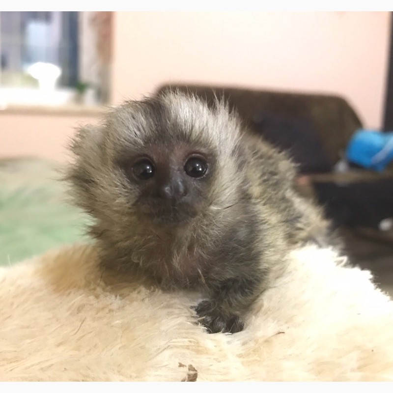 Фото 7. Ручная обезьяна игрунка обезьянка мармозетка мини мартышка приматы
