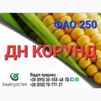 Насіння кукурудзи - ДН КОРУНД (ФАО 250) від ТОВ ХімАгроСтеп