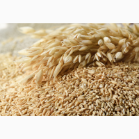 Висівки пшеничні 700 т