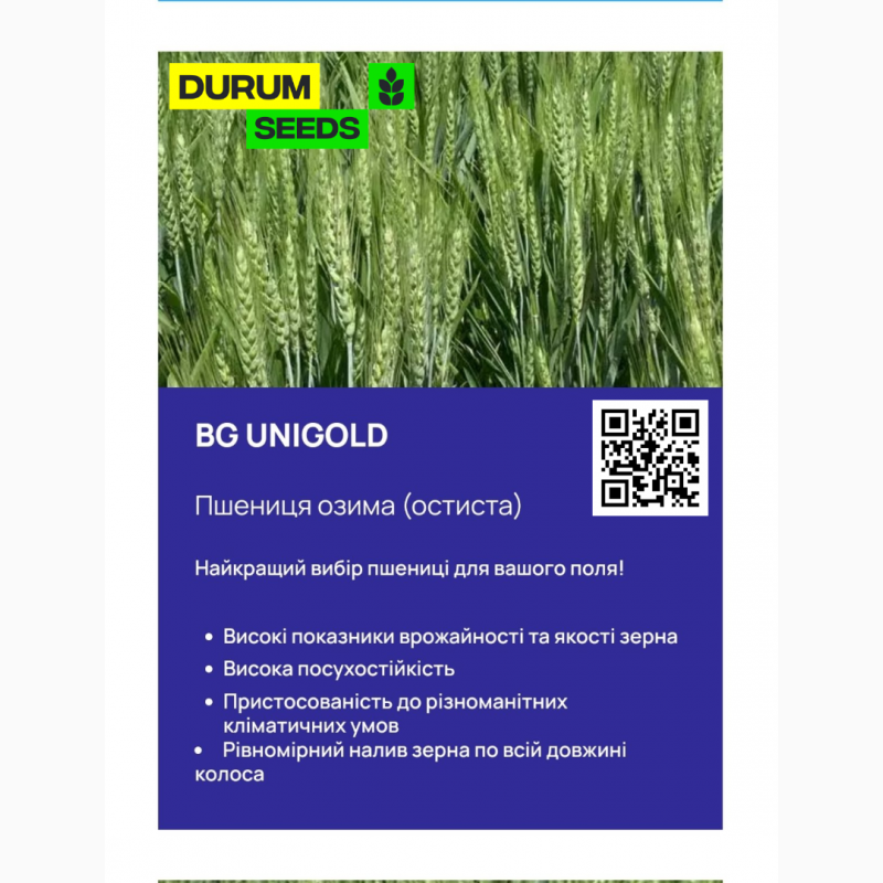 Фото 4. Насіння пшениці 2024 (Оригінатор - Biogranum, Сербія), Durum Seeds