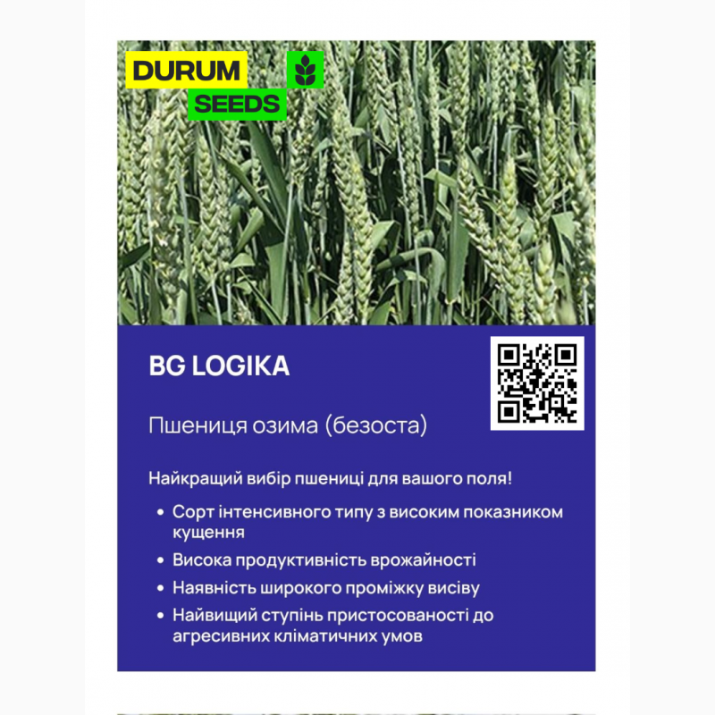Фото 5. Насіння пшениці 2024 (Оригінатор - Biogranum, Сербія), Durum Seeds