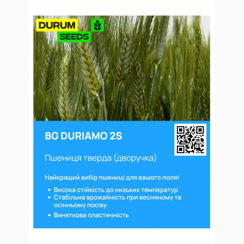 Фото 8. Насіння пшениці 2024 (Оригінатор - Biogranum, Сербія), Durum Seeds