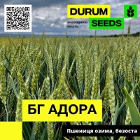 Насіння озимої пшениці BG Adora / БГ Адора (безоста) - Durum Seeds