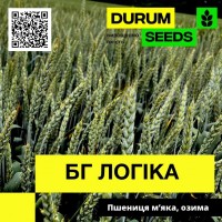 Насіння озимої пшениці BG Logika / БГ Логіка (безоста) - Durum Seeds