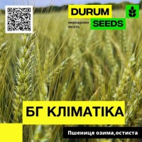 Насіння озимої пшениці BG Klimatika / БГ Кліматіка (остиста) - Durum Seeds