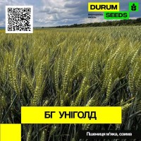 Насіння озимої пшениці BG Unigold / БГ Уніголд (остиста) - Durum Seeds