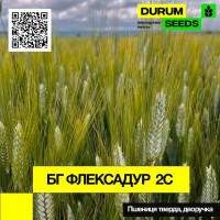 Насіння пшениці BG Flexadur 2S / БГ Флексадур 2С (дворучка) тверда - Durum Seeds