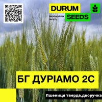 Насіння пшениці BG Duriamo 2S / БГ Дуріамо 2С (дворучка) тверда - Durum Seeds