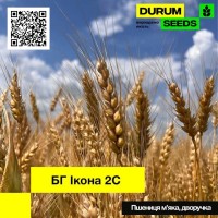 Насіння пшениці BG Ikona 2S / БГ Икона 2С (дворучка) остиста - Durum Seeds